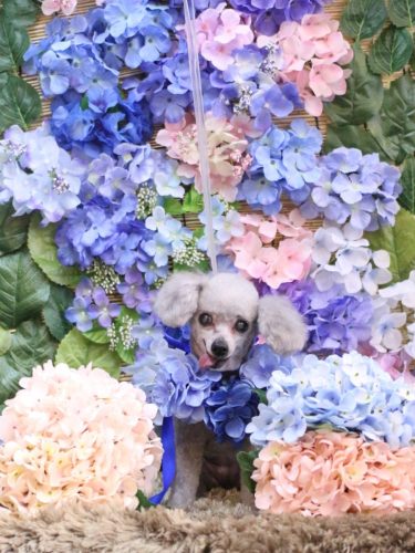 20250604サージュちゃん